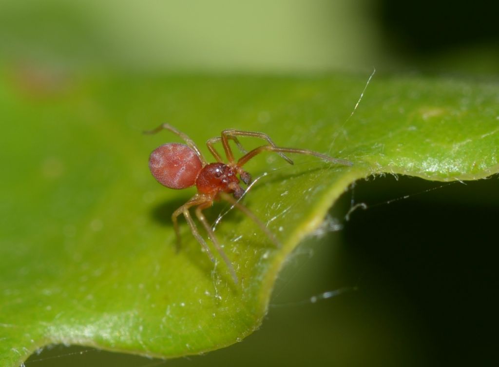 Piccolo ragno rosso: Nigma sp. - Grosseto